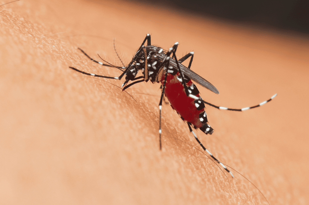 Prevenzione dei virus veicolati dalle zanzare con MosKyp®