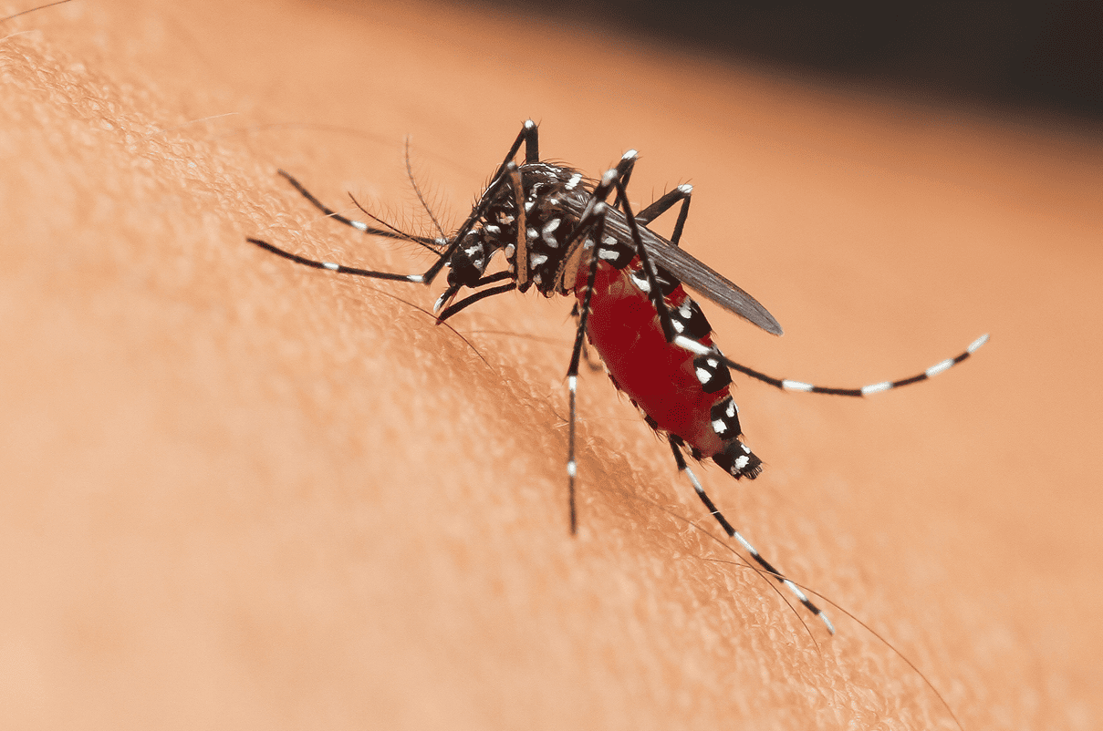 Prevention of mosquito-borne viruses with MosKyp®